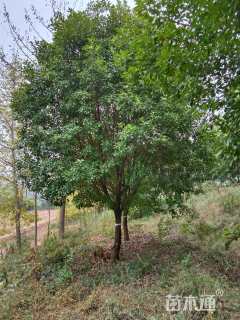 15公分红叶石楠