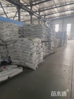 四季青草坪种子