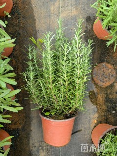 高度25厘米迷迭香