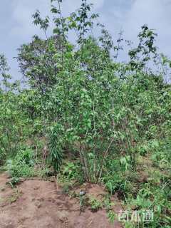 高度250厘米丛生蜡梅