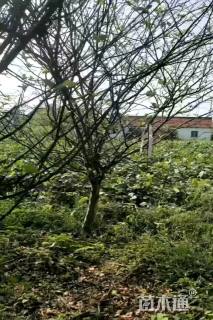 12公分垂丝海棠