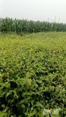 高度60厘米棣棠