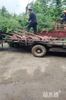 5公分墨西哥落羽杉