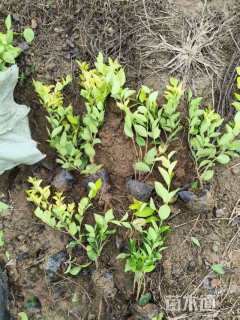 高度45厘米金森女贞