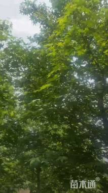 15公分北美枫香