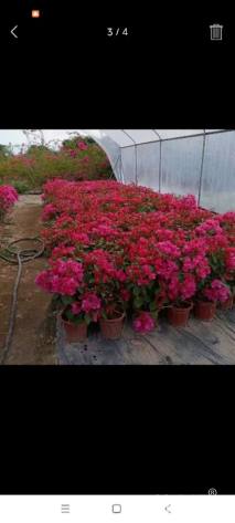 高度30厘米红花三角梅