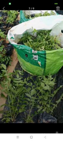 高度20厘米紫云藤