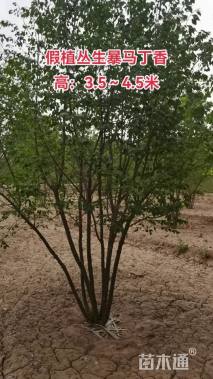 高度400厘米丛生暴马丁香