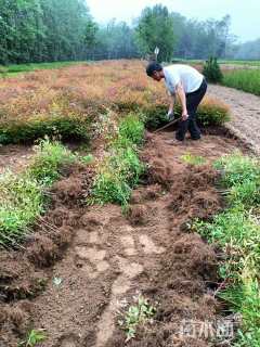 高度40厘米南天竹