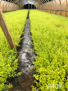 高度35厘米亮金女贞