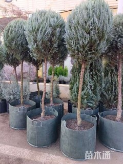 高度120厘米落基山圆柏