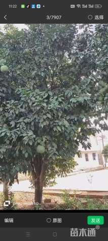 18公分香泡