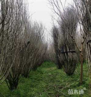 高度600厘米丛生木槿