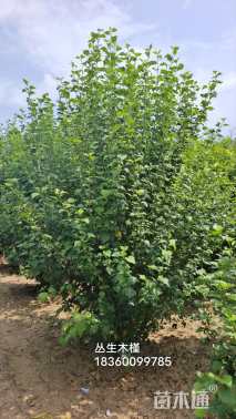 高度180厘米丛生木槿