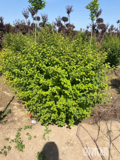 冠幅60厘米榆叶梅球