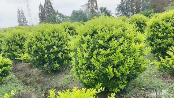 冠幅150厘米金森女贞球