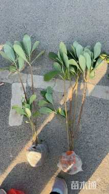 高度51厘米结香