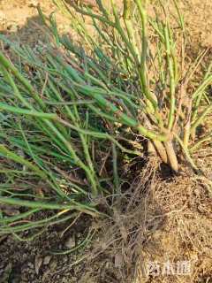 高度50厘米红帽月季