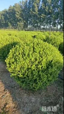 冠幅100厘米小叶黄杨球