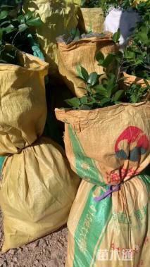 高度38厘米茶花