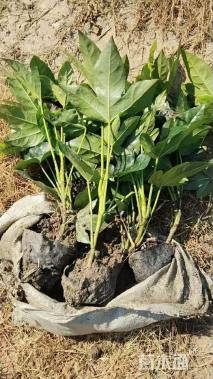 高度40厘米八角金盘