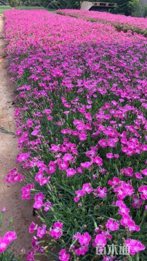 高度16厘米欧石竹