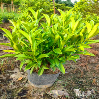 高度80厘米非洲茉莉