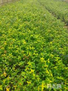 高度30厘米大花六道木