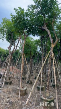 13公分桃花心木