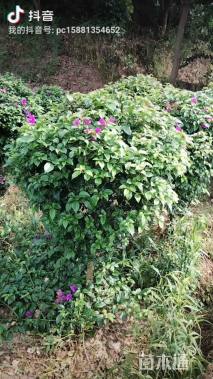 冠幅100厘米三角梅球