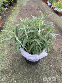 高度20厘米鼠尾草