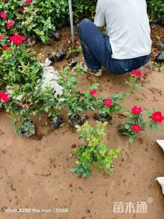 高度30厘米丰花月季