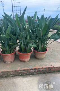 高度80厘米鹤望兰