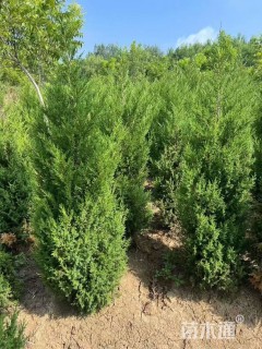 高度100厘米圆柏