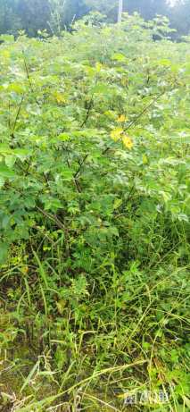 高度150厘米吴茱萸