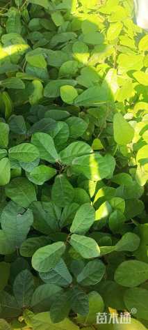 高度30厘米石榴