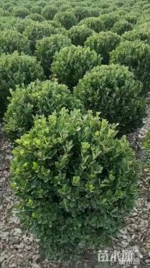 冠幅80厘米大叶黄杨球