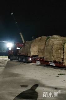 高度100厘米曼地亚红豆杉