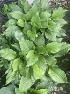 高度15厘米青叶玉簪