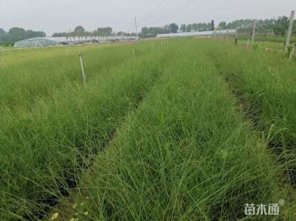 高度100厘米细叶芒
