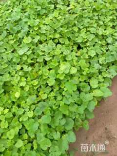 高度10厘米蜀葵