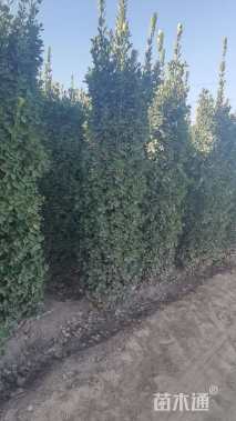 高度230厘米黄杨