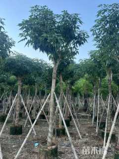 11公分紫花风铃木