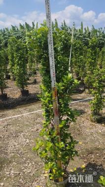 高度150厘米火山榕