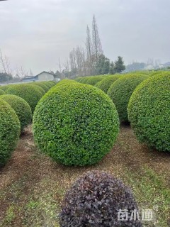 冠幅65厘米小叶女贞球