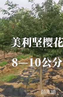 11公分美利坚樱