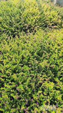 高度30厘米满天星