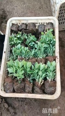 高度5厘米八宝景天