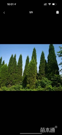 高度400厘米柏树