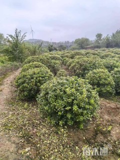 冠幅80厘米海桐球